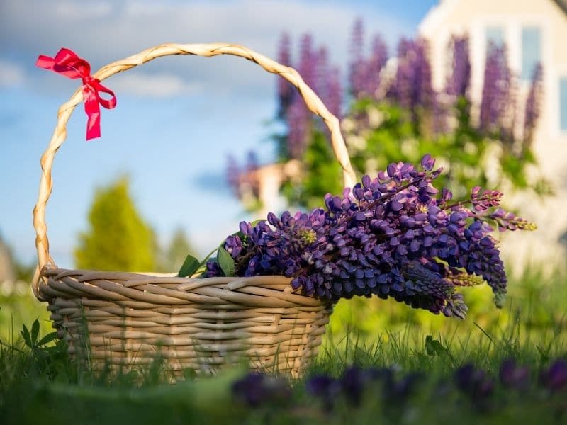 violet lupines in a basket
