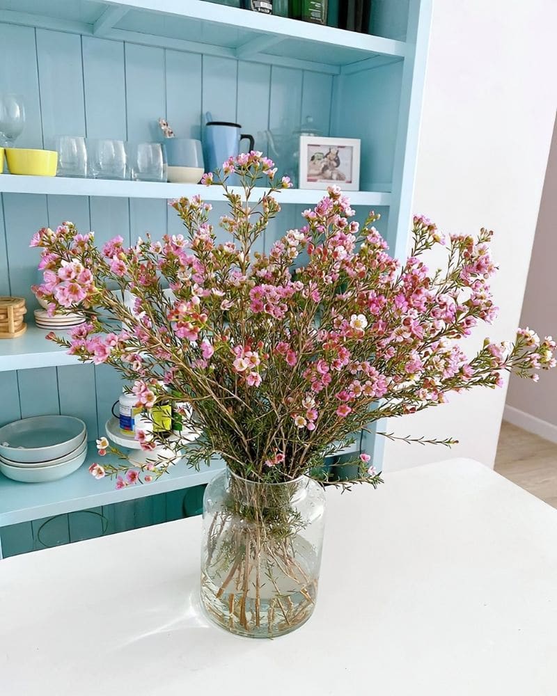 waxflowers in a vase