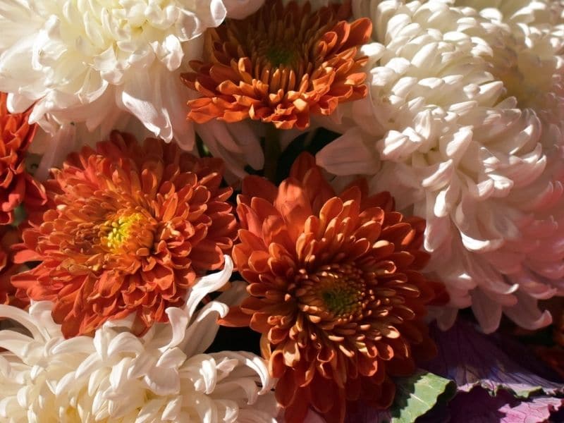 white and orange chrysanthemum