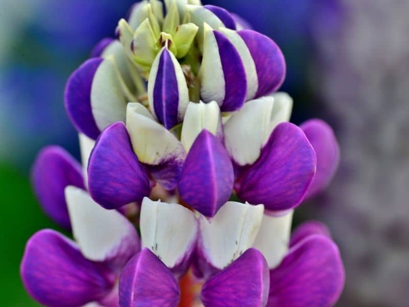white and violet lupine flower