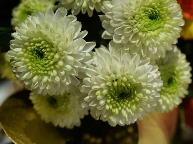 Scorpio Birth Flower Revealed Exploring the Symbolism and Significance