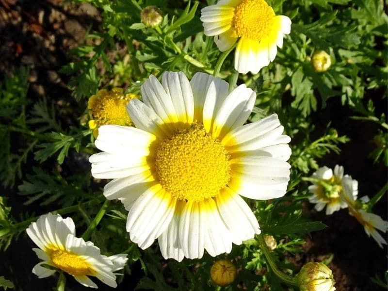 white chrysanthemum with yellow center