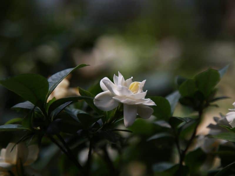 white gardenia flower