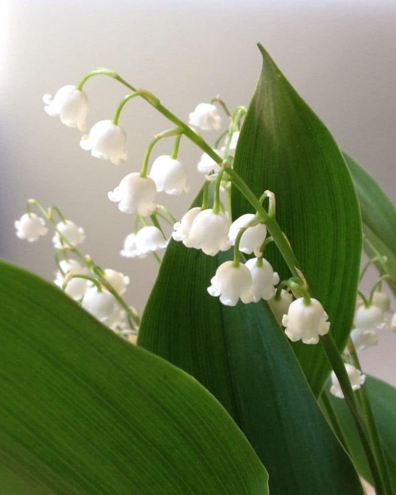 white lily of the valley flower