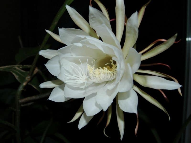 white queen of the night flower