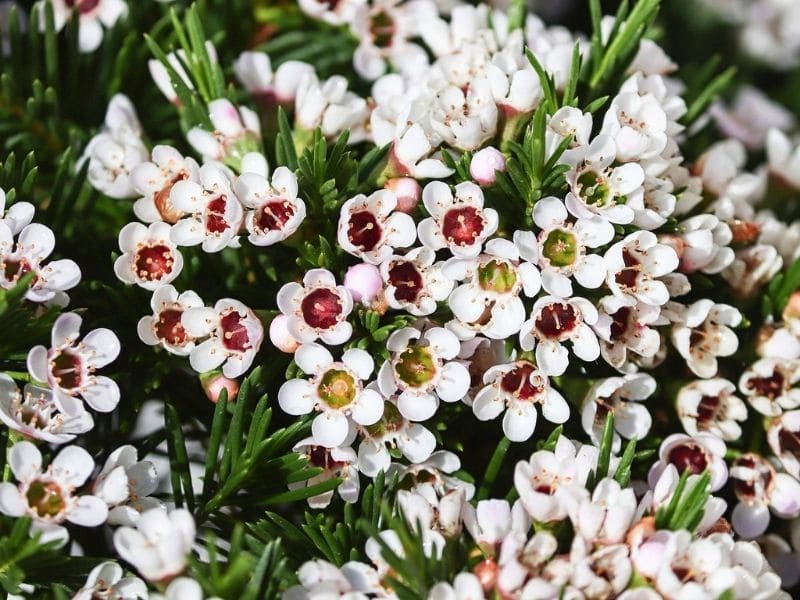 white waxflower