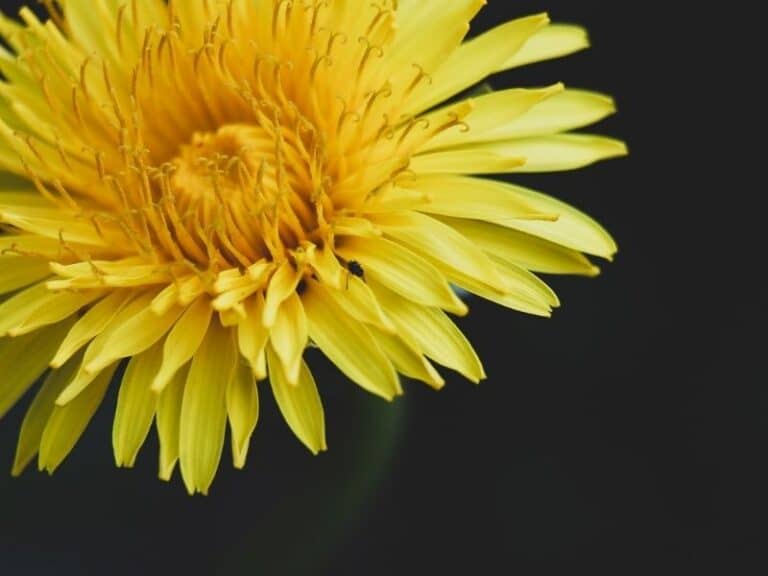 Chrysanthemum Flower Types, How To Grow and Care