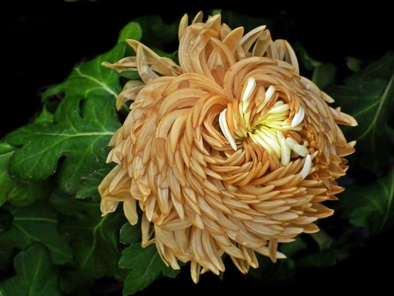 yellow chrysanthemum flower