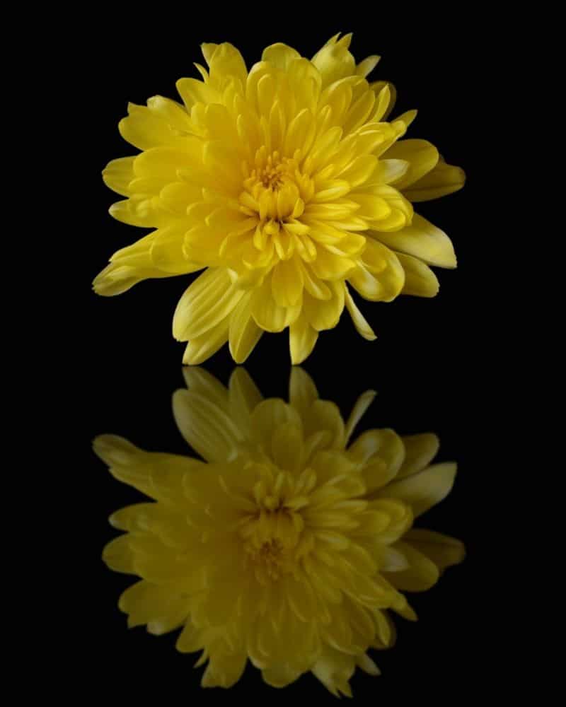 yellow chrysanthemum with reflection