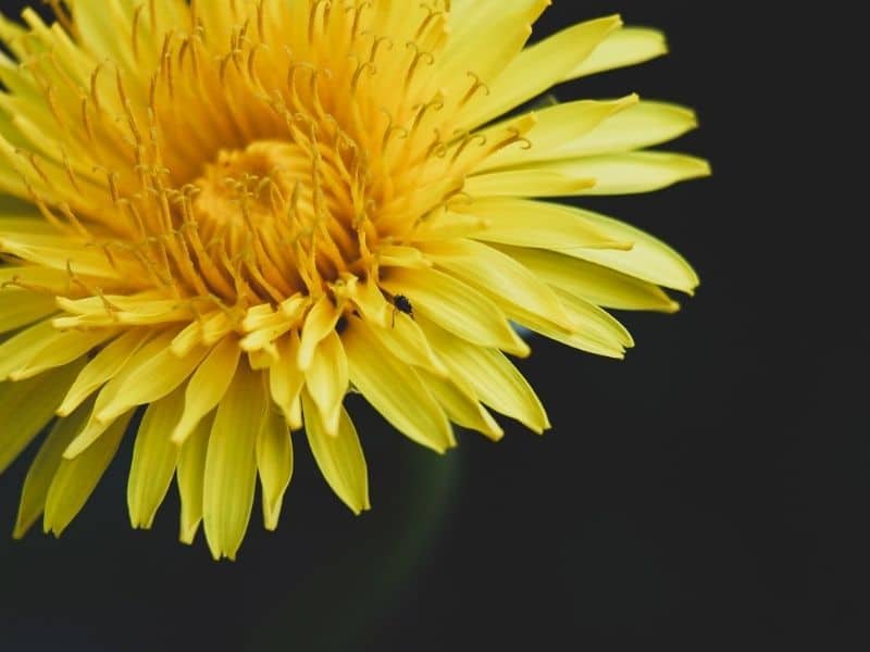 yellow chrysanthemum