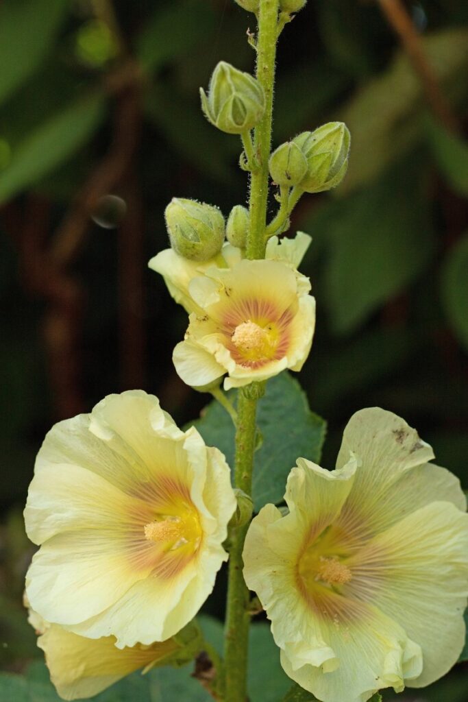 yellow hollyhock