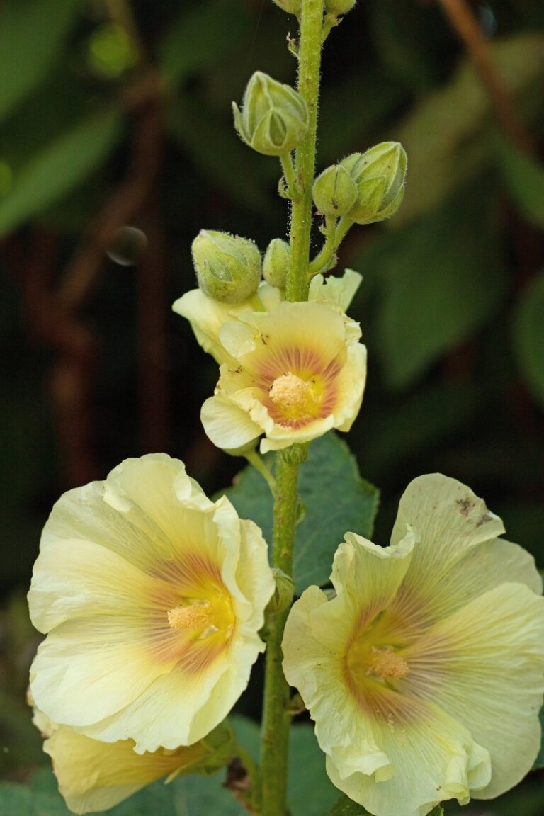 Hollyhock Flower Meaning and Beautiful Symbolism Decoded