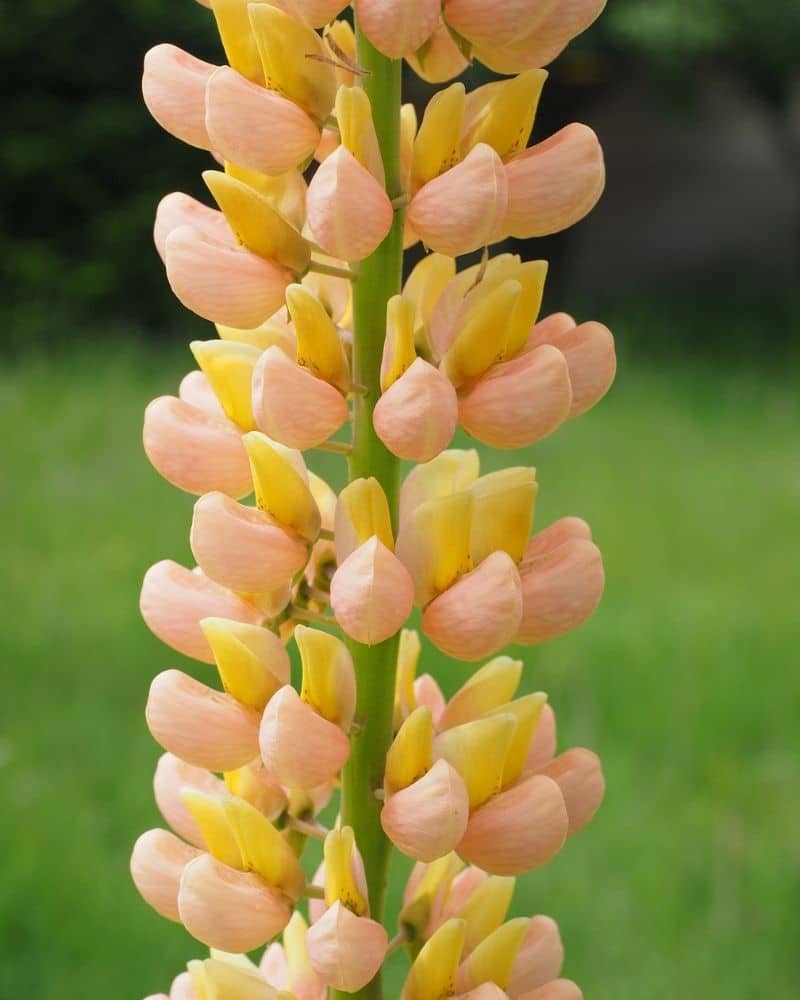 yellow lupine flower