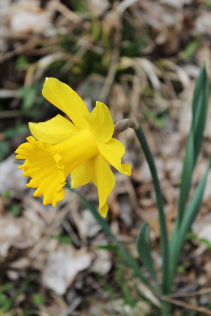 yellow narcissus