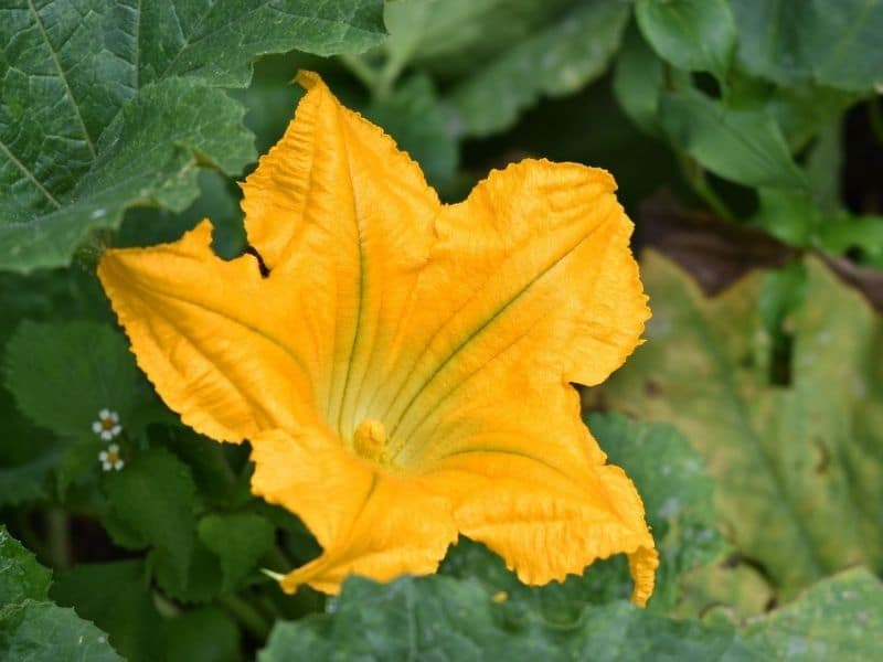 yellow pumpkin flower