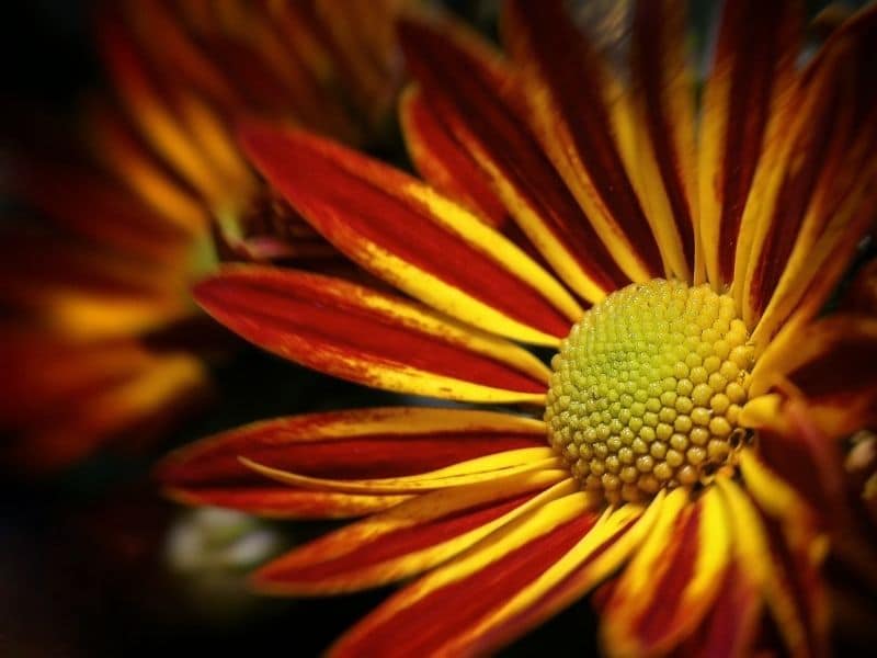 yellow red double chrysanthemum