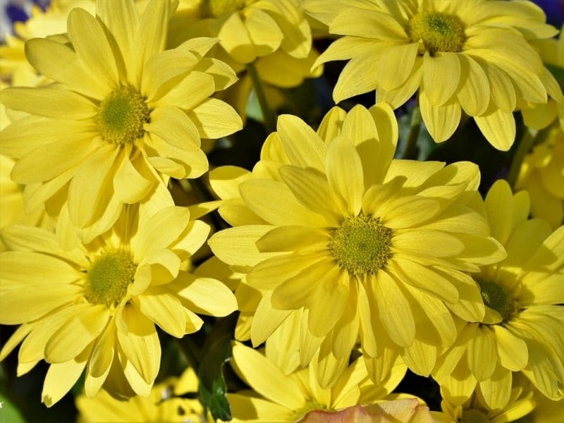 yellow single chrysanthemum