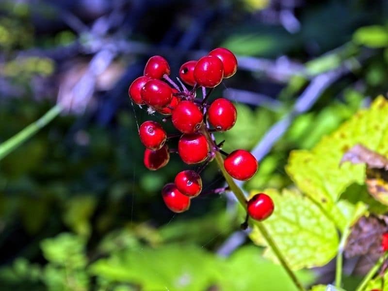 actaea rubra