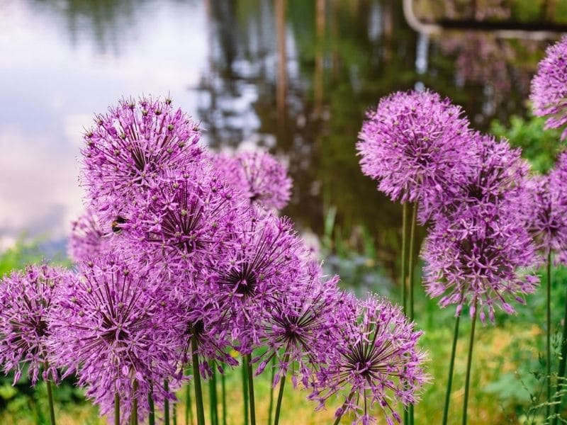 allium flowers