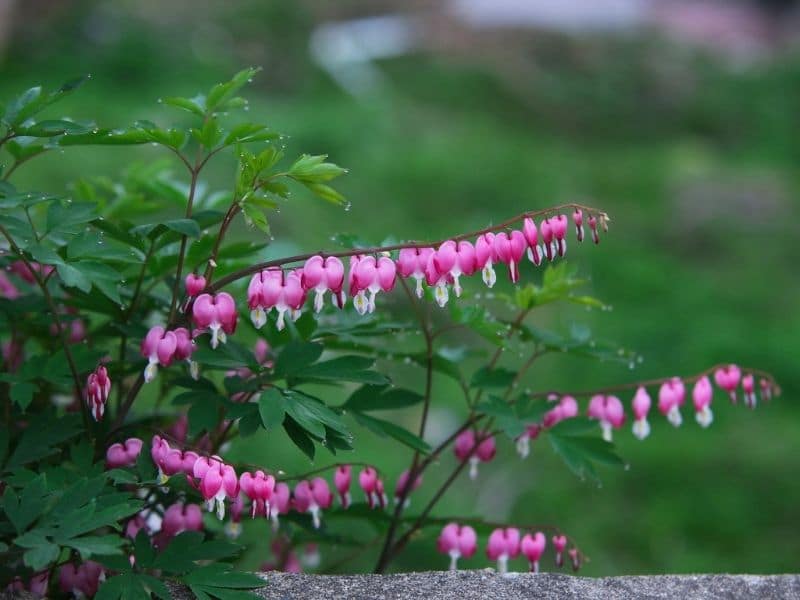 bleeding heart flowers