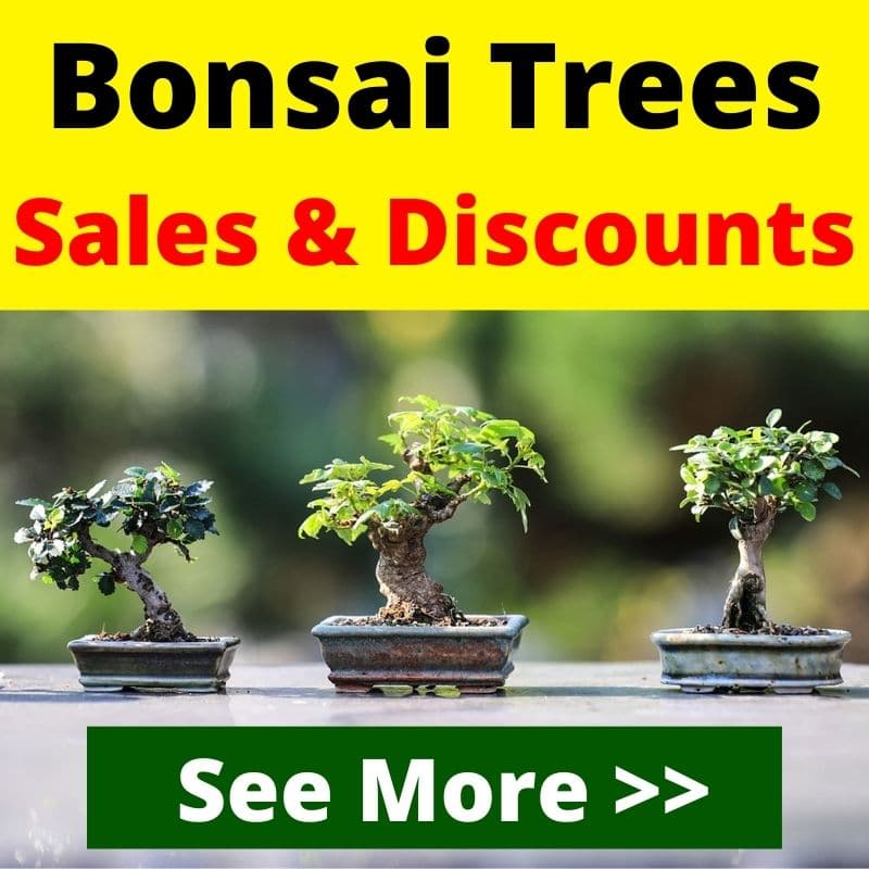 bonsai techniques 1