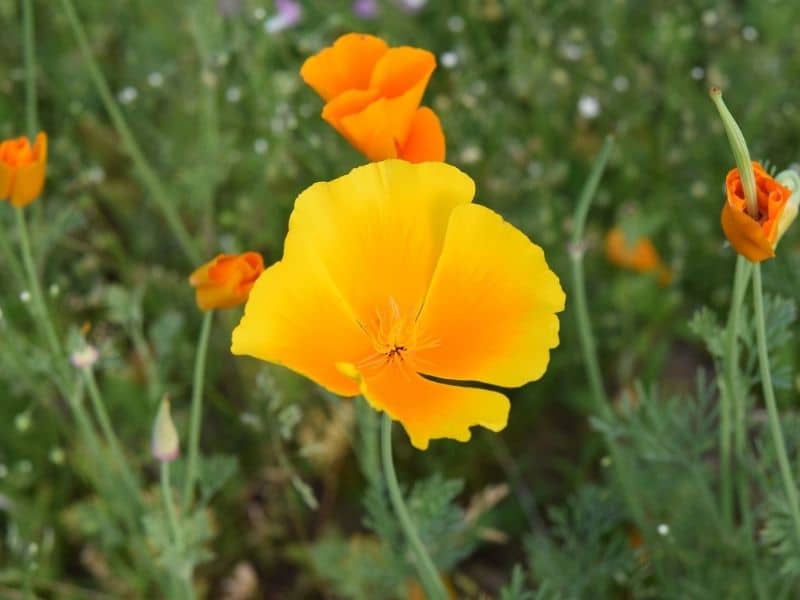 california poppies