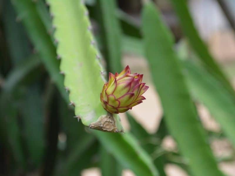 dragon fruit buds