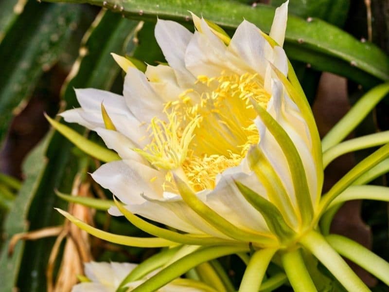 dragon fruit flower