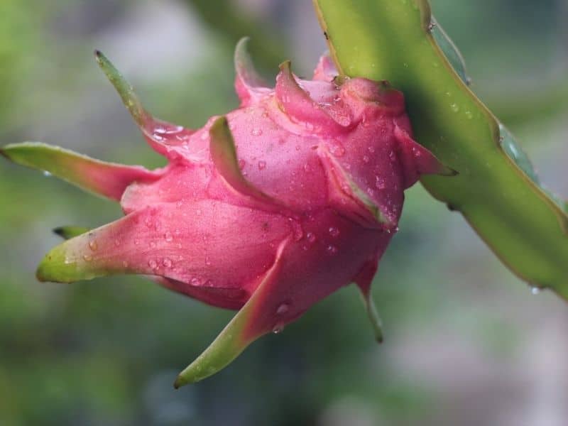 dragon fruit with dewdrops
