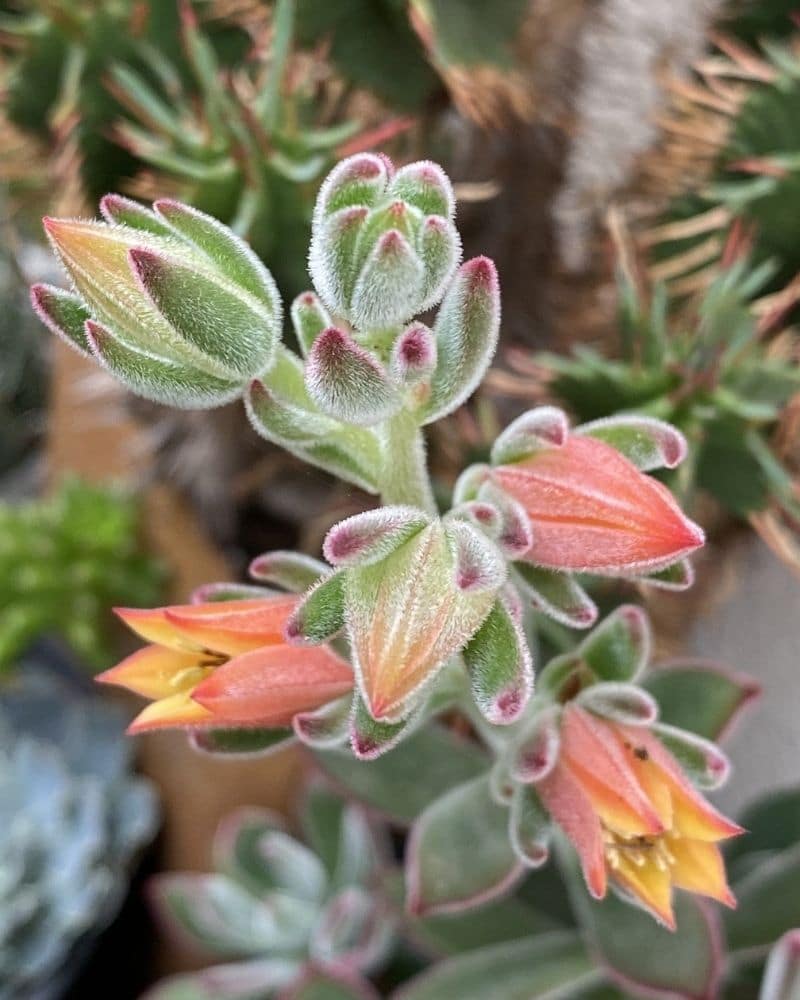 echeveria pulvinata