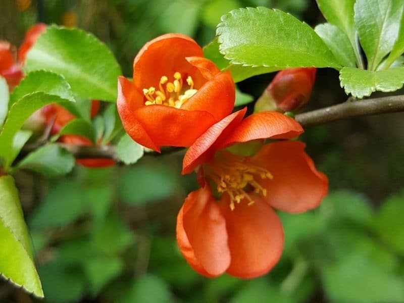 Escallonia Plant: Types, How To Grow and Care | Florgeous