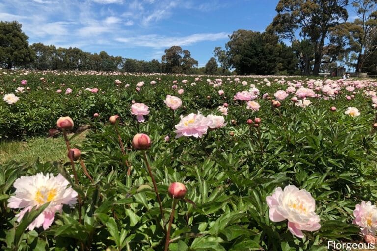 30 Best Flowers For Full Sun You Can Grow