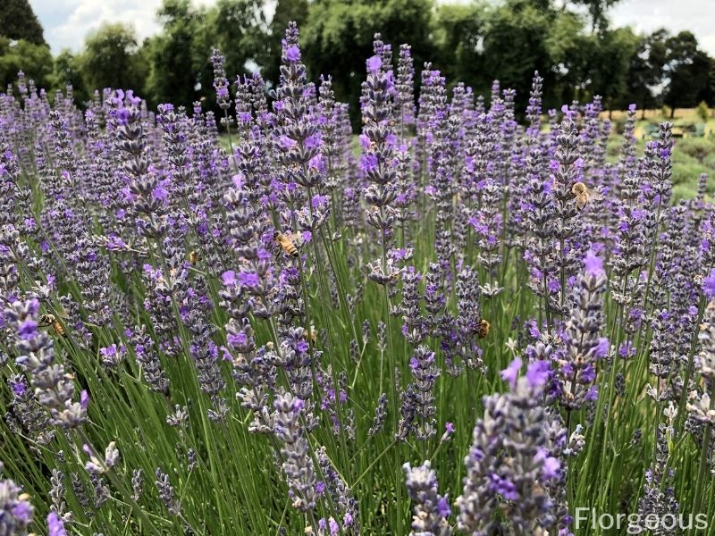 full sun lavender