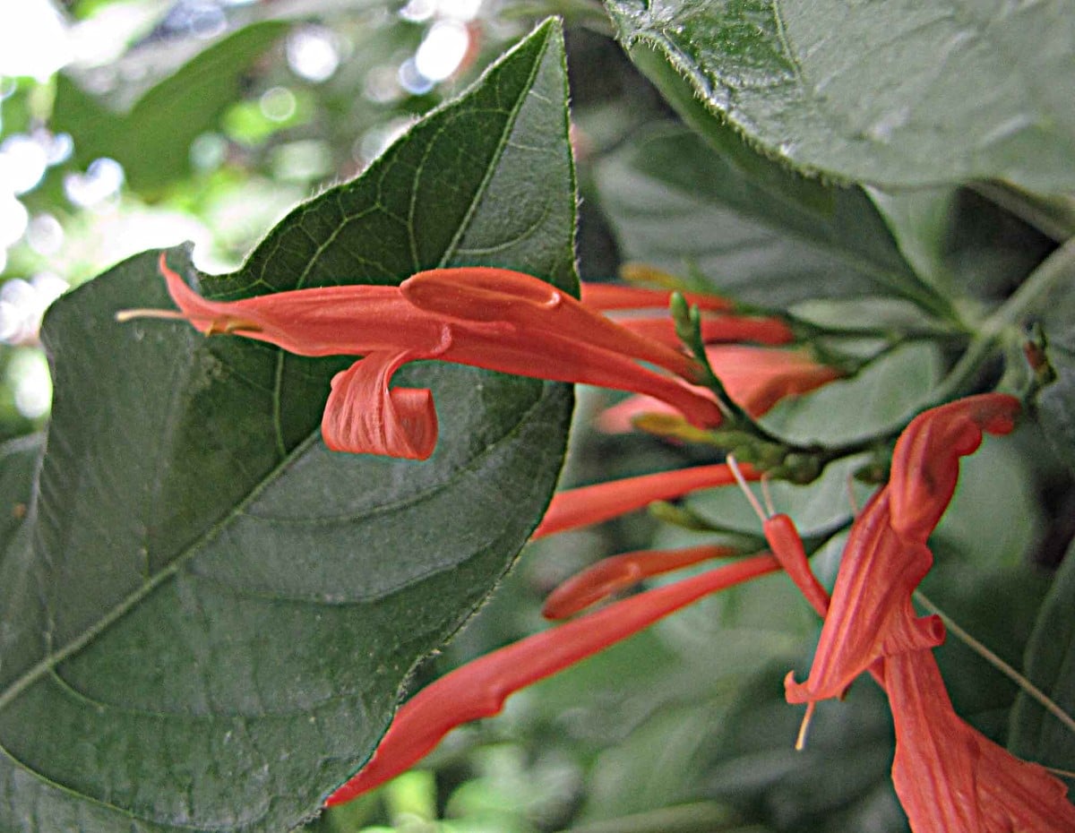 Mexican Honeysuckle Justicia Spicigera How To Grow And Care Florgeous