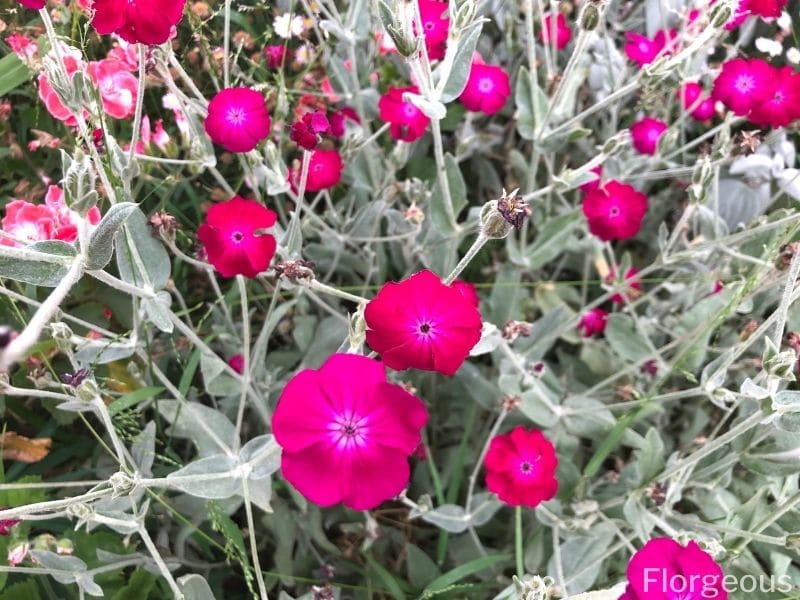 lychnis coronaria