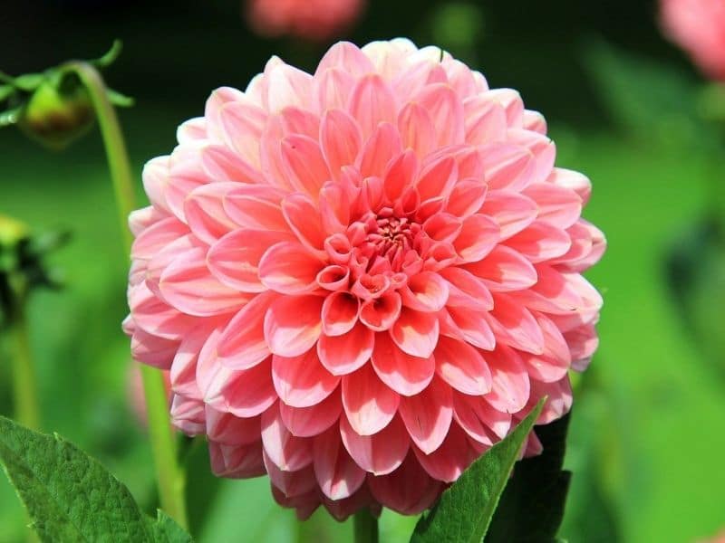 peach dahlia