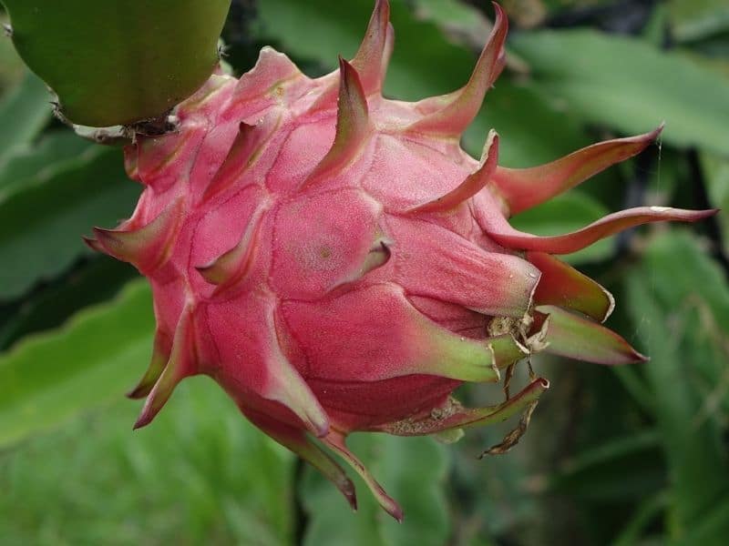 pink dragon fruit