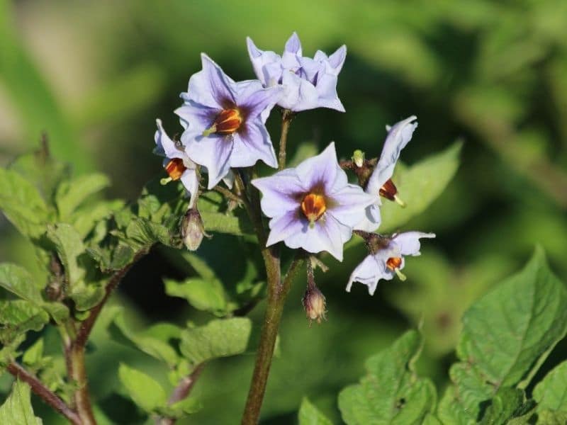 What Does It Mean When Potato Plants Start Flowering at dalesmcmilleno blog