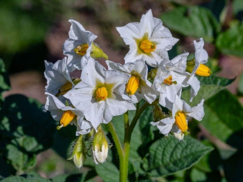 potato flower