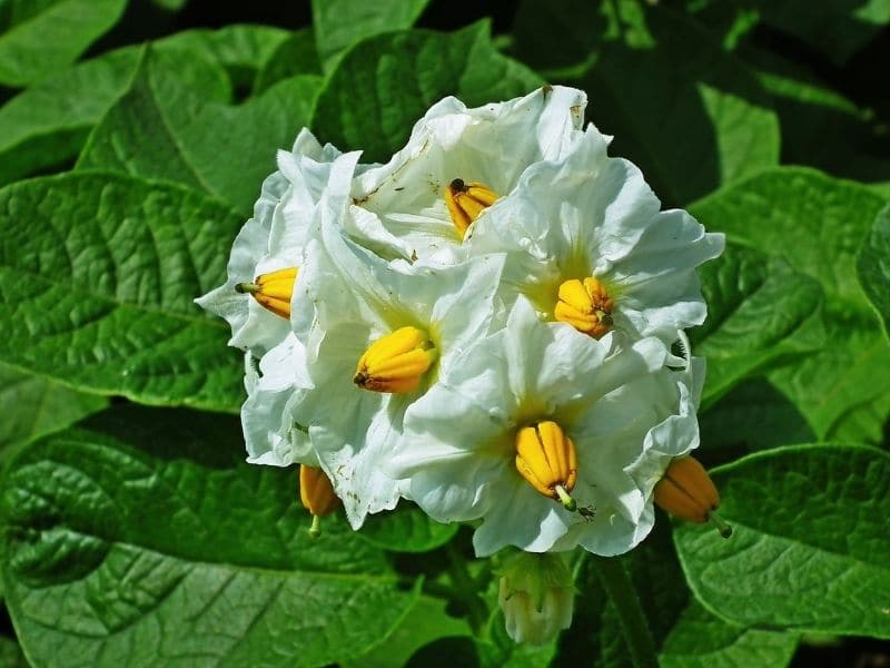 potato plant flower