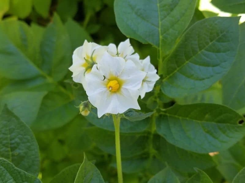 potato plant flowering