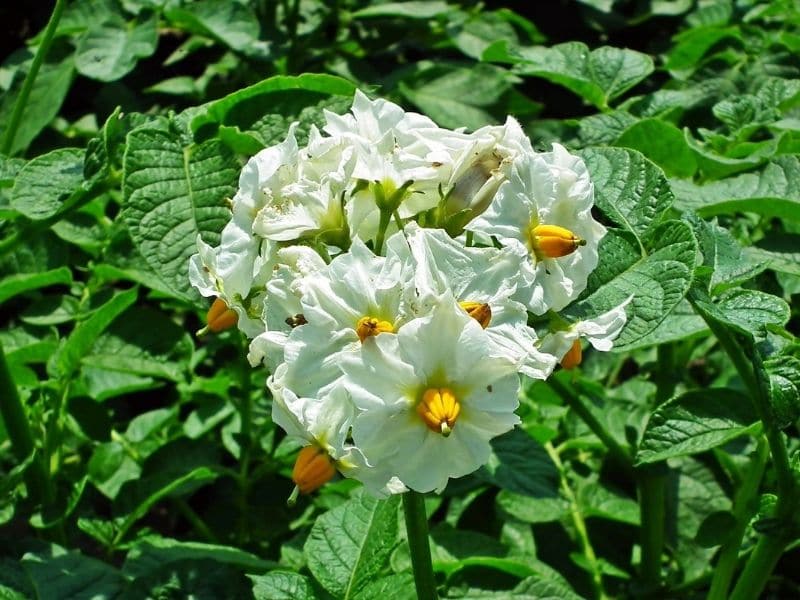 19+ Do Potato Plants Flower - BotoReinee