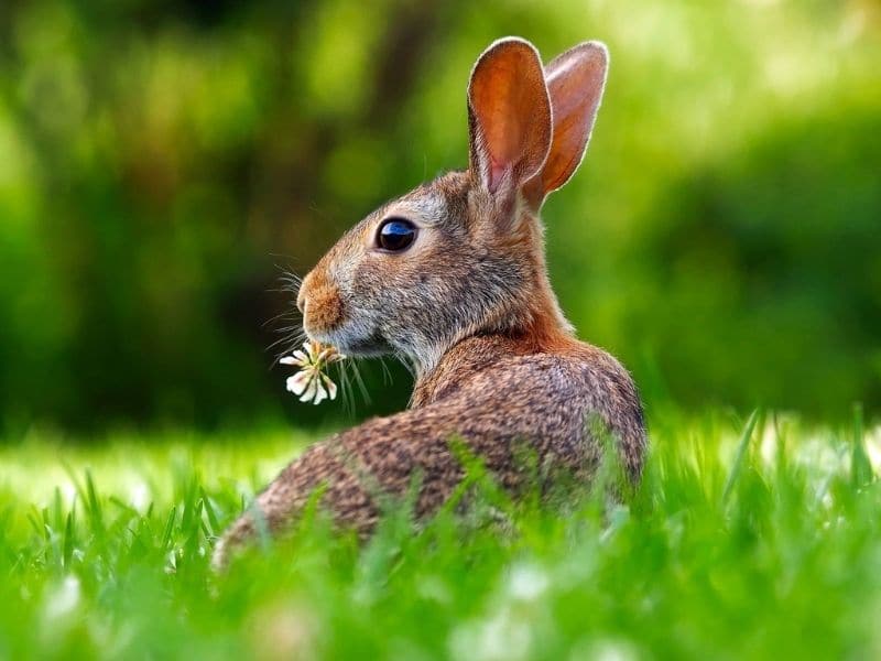 10 Best Resistant Flowers and Plants That Rabbits Wont Eat
