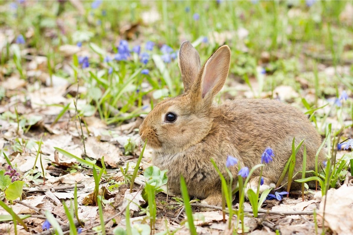 10 Effective Rabbit Resistant Plants And Flowers That Work Florgeous