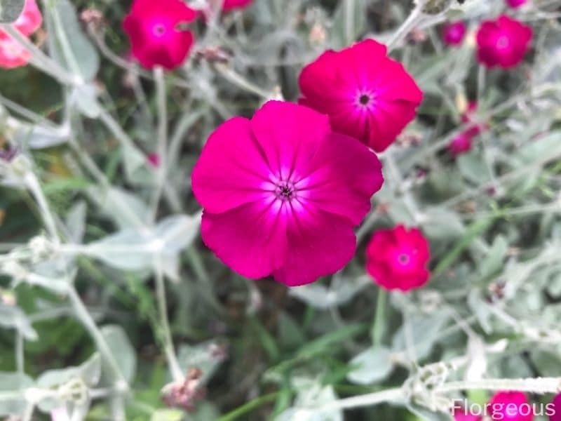 rose campion flowers