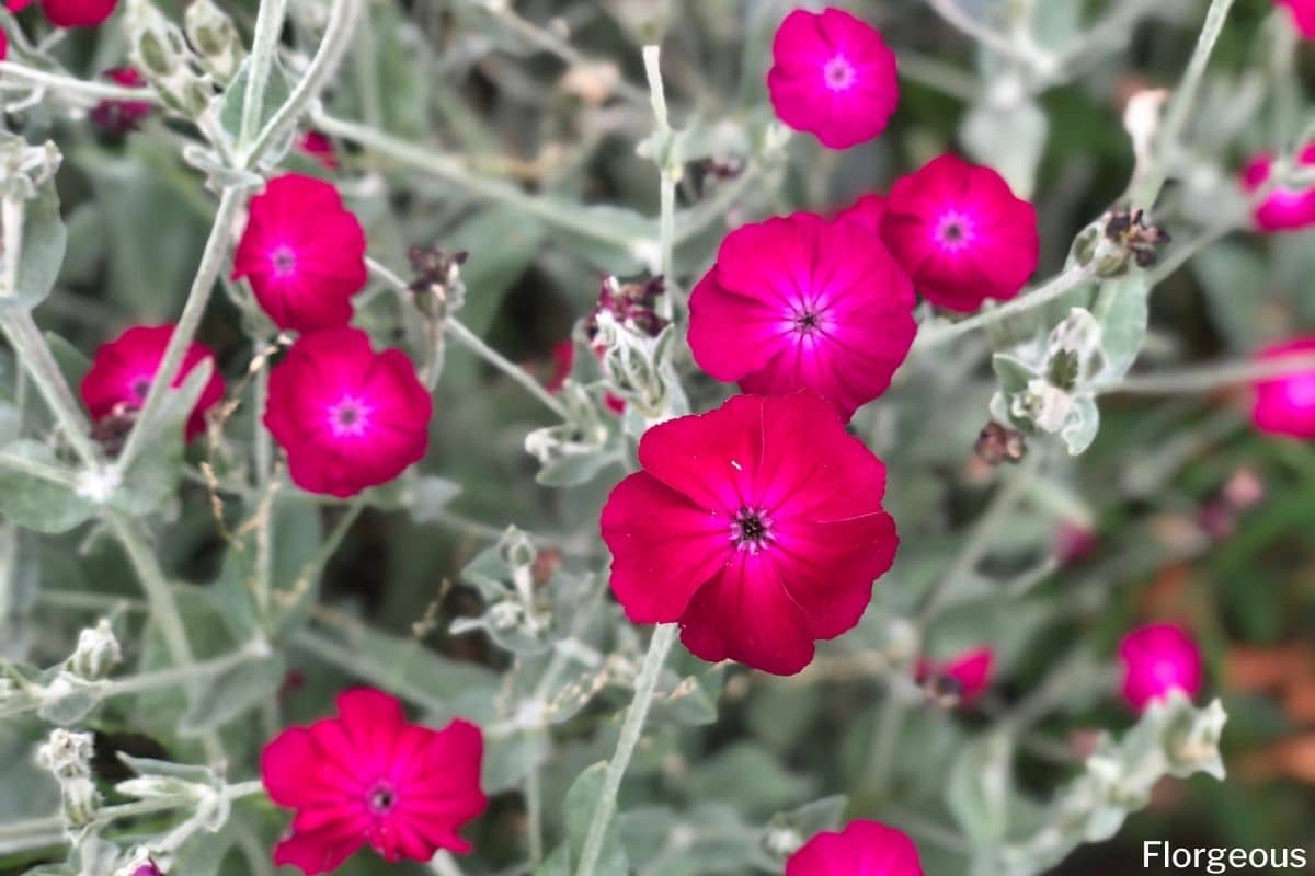 how to grow and care for rose campion plant (lychnis coronaria
