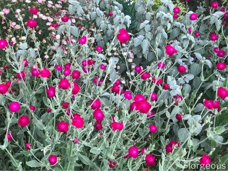 Silene coronaria