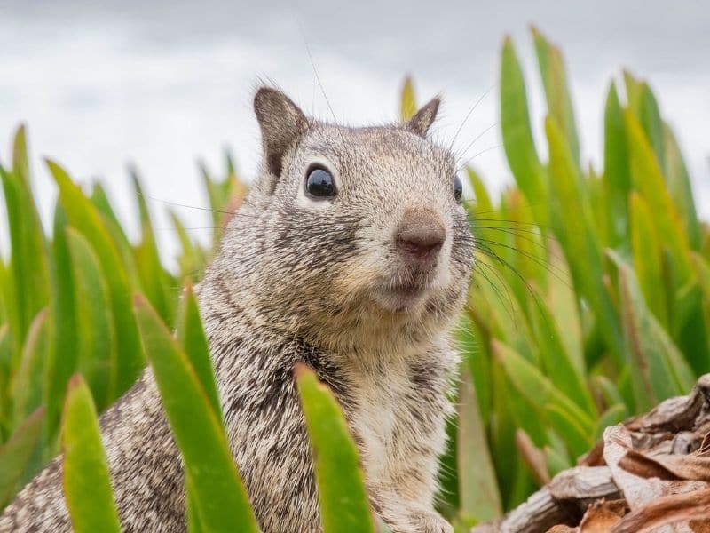 squirrel in a garden