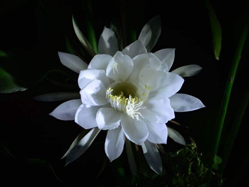 white epiphyllum