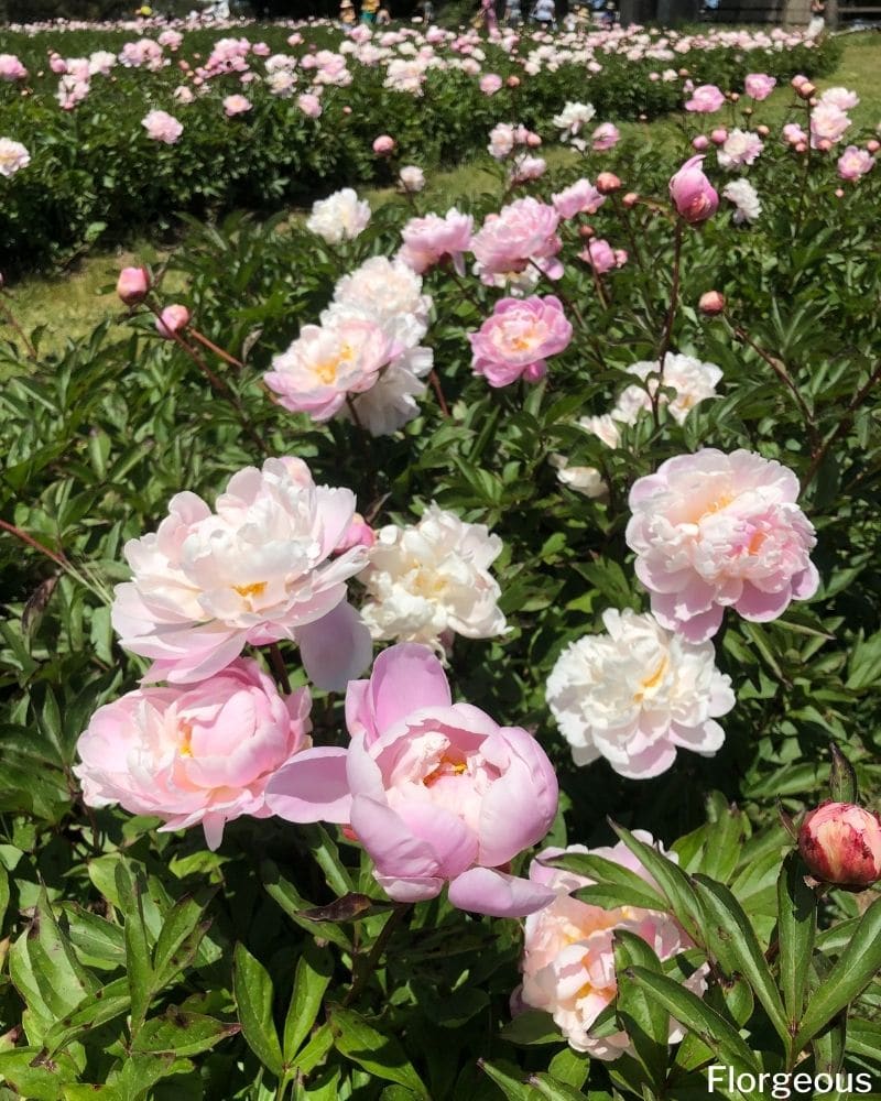 white pink peonies